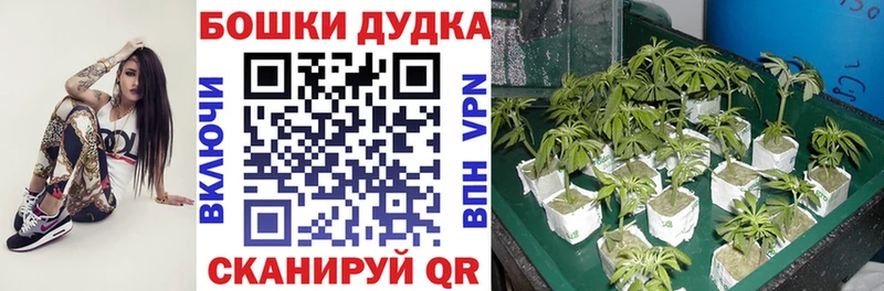 Купить закладки  Нефтекамск  Бошки марихуана Amnesia 